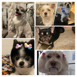 Meet your Posher, Wanda